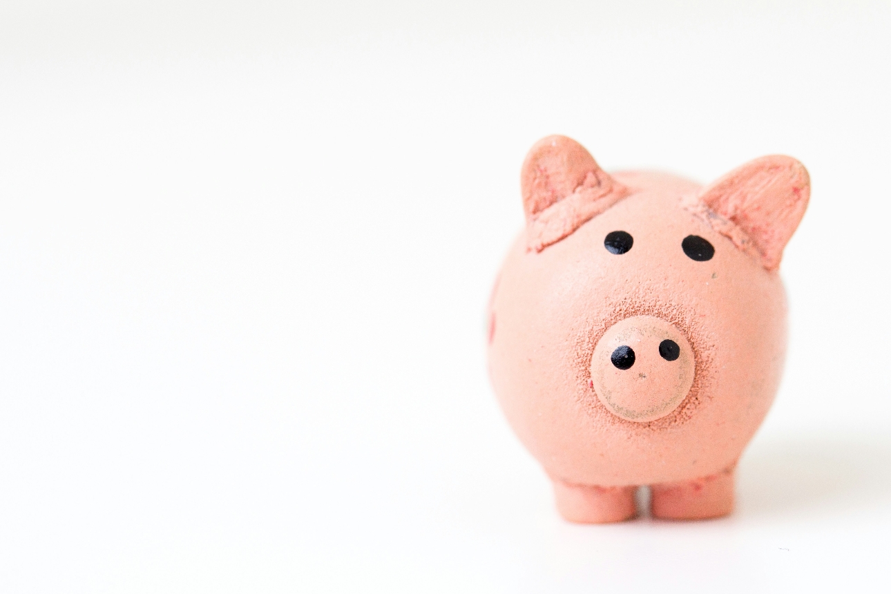 white background with pink pig 